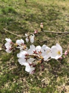 桜　3分咲
