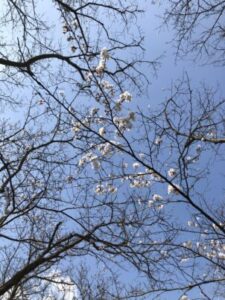 峰空園の桜