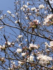 峰空園の桜