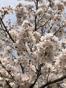 京丹後市お花見スポット口大野