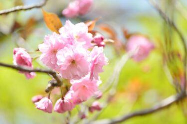 京丹後のお花見スポット離湖公園の桜見頃は？