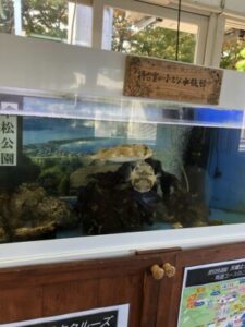 天橋立観光船　待合所の水槽