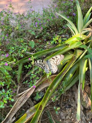 名護パイナップルパーク