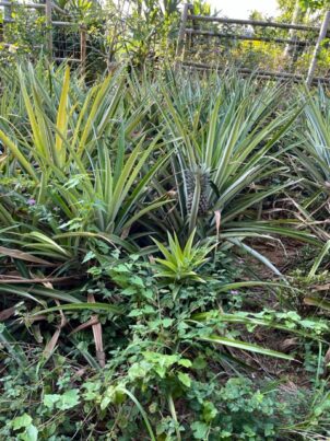 名護パイナップルパーク